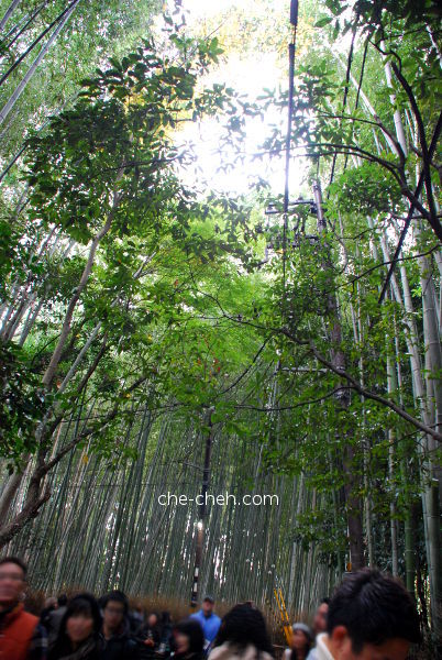Sagano Bamboo Forest @ Kyoto